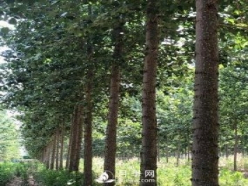 河南周口：培育出不飞絮的杨树新品种
