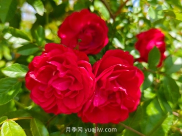 月季红木香爆花机器，花艳丽花量大花期长