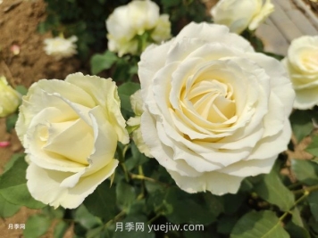 十一朵白玫瑰的花语和寓意