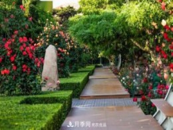 秦皇岛适合养月季花，市花和市树是什么