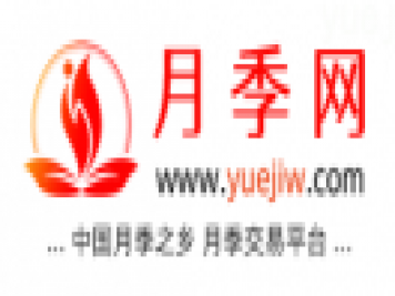 中国上海龙凤419，月季品种介绍和养护知识分享专业网站